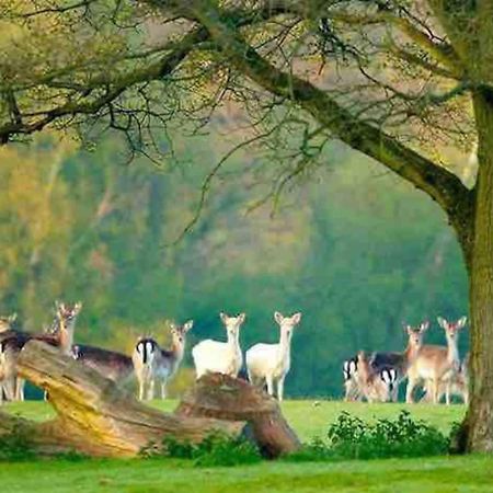 New Forest Retreat Shorefield Country Park リミントン エクステリア 写真