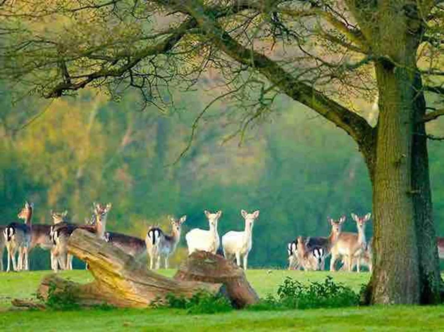 New Forest Retreat Shorefield Country Park リミントン エクステリア 写真