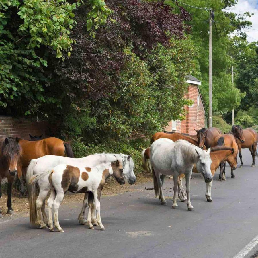 New Forest Retreat Shorefield Country Park リミントン エクステリア 写真