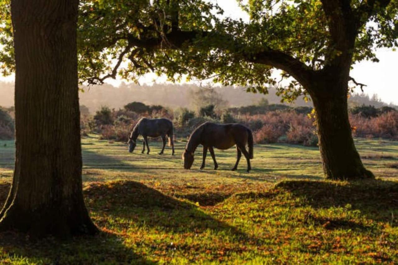 New Forest Retreat Shorefield Country Park リミントン エクステリア 写真